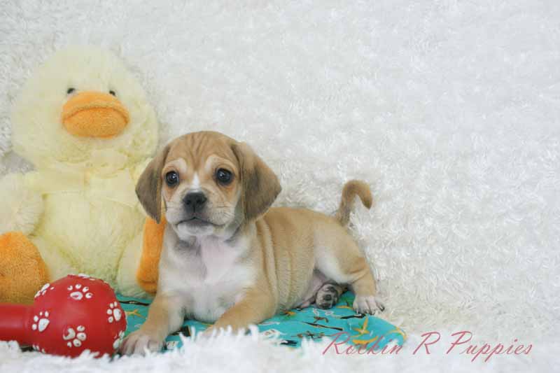 Rock En R Rocky: Rockin R Puppies