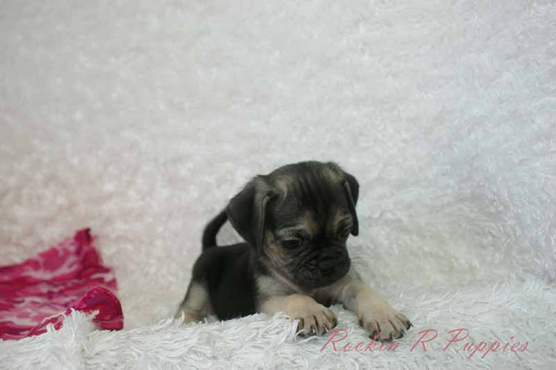 Ruby: Rockin R Puppies