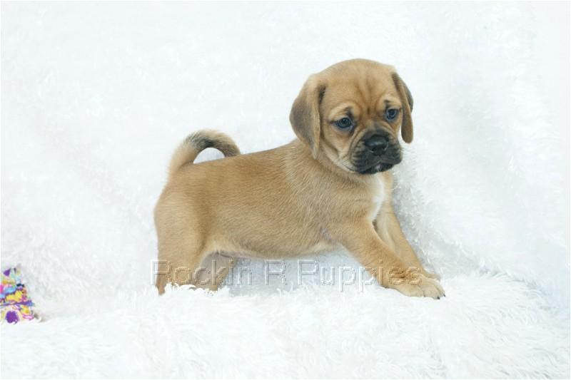 Remi Puggle: Rockin R Puppies